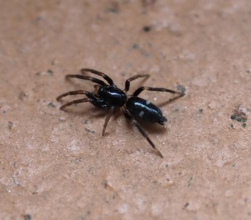 Aphantaulax sp.